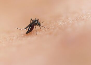 Le moustique tigre transforme la politique sanitaire des villes