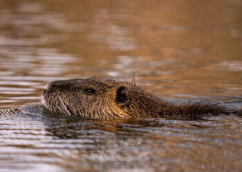 Pornichet lance une campagne de régulation des ragondins jusqu’au 13 février